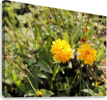 Yellow Bloom Canvas Print
