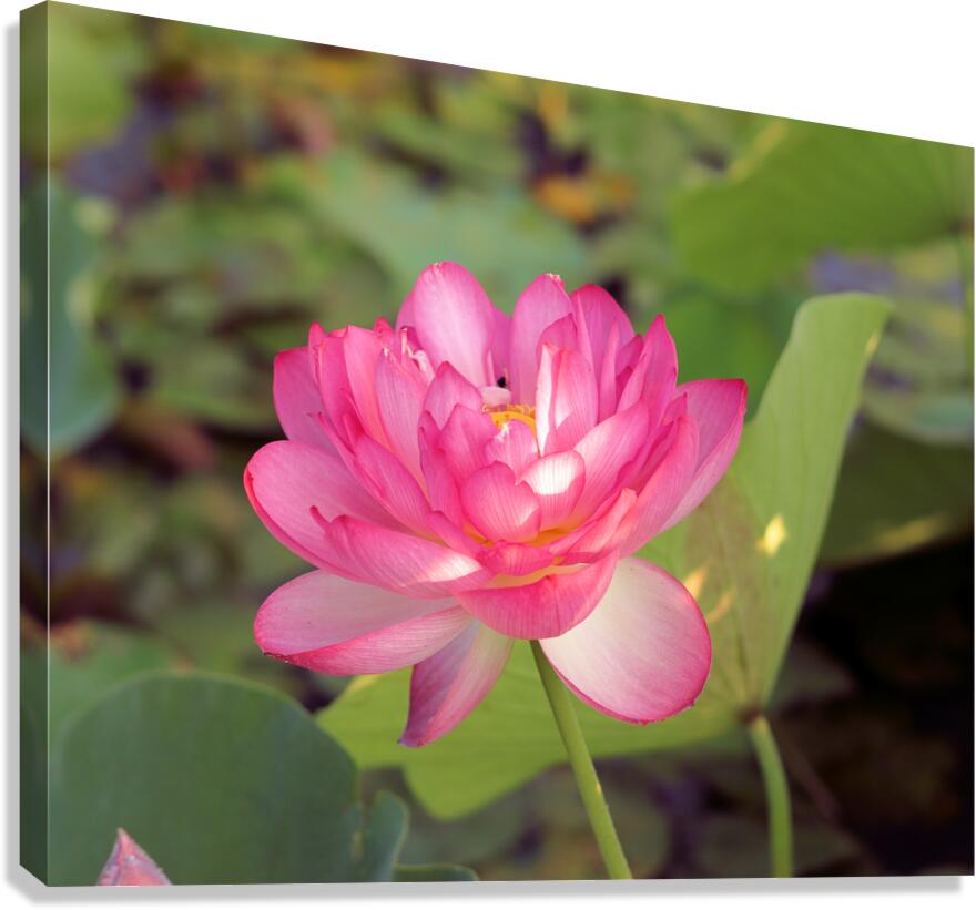 Lotus A Canvas Print