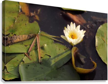 WaterLily Canvas Print