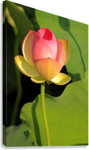 Lotus E Canvas Print