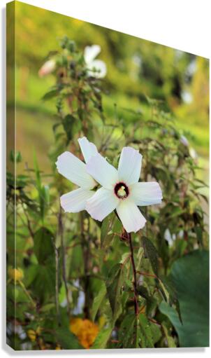 White  Canvas Print