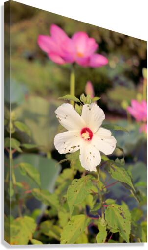 White Too Canvas Print