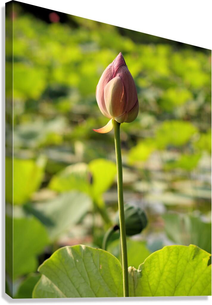 Tight Bud Canvas Print