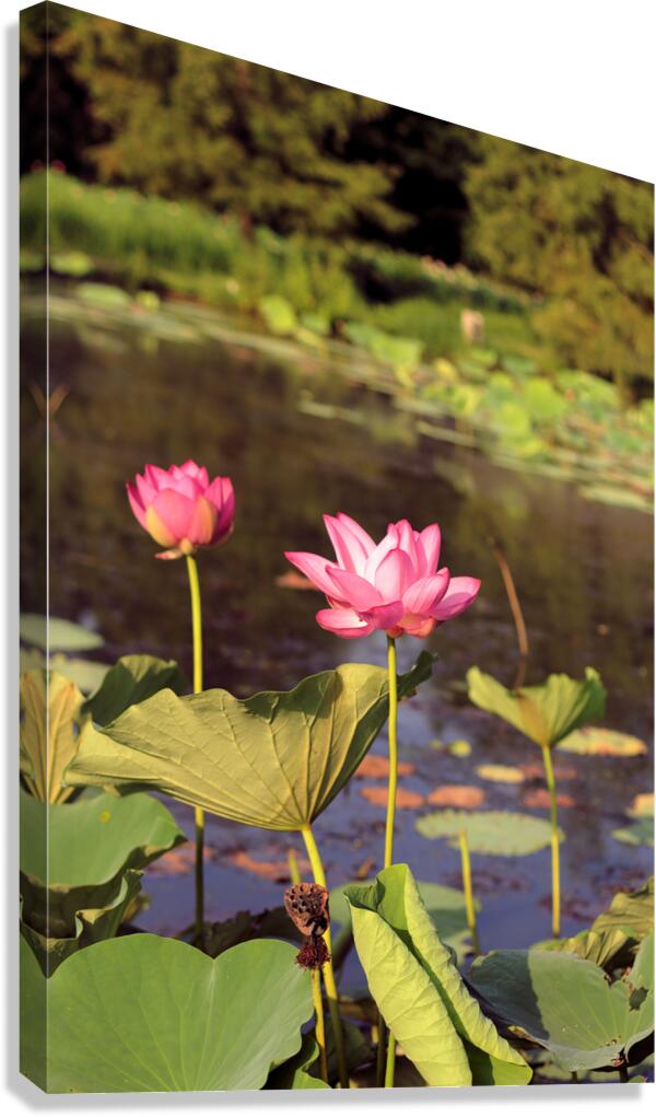 Lotus I Canvas Print