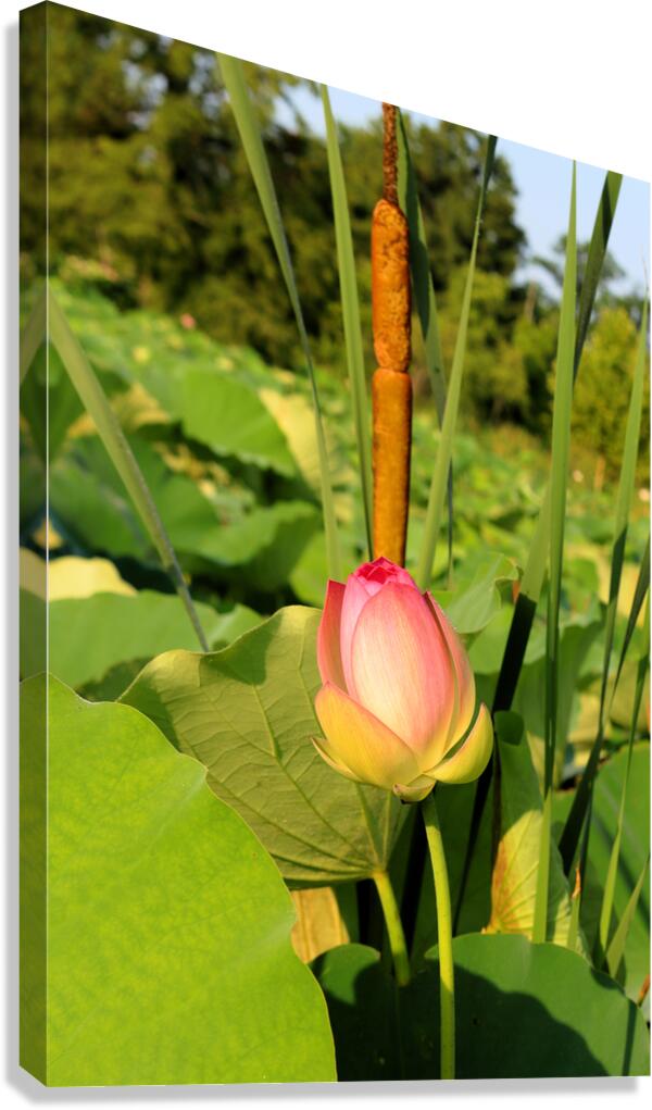 Lotus Bud Canvas Print