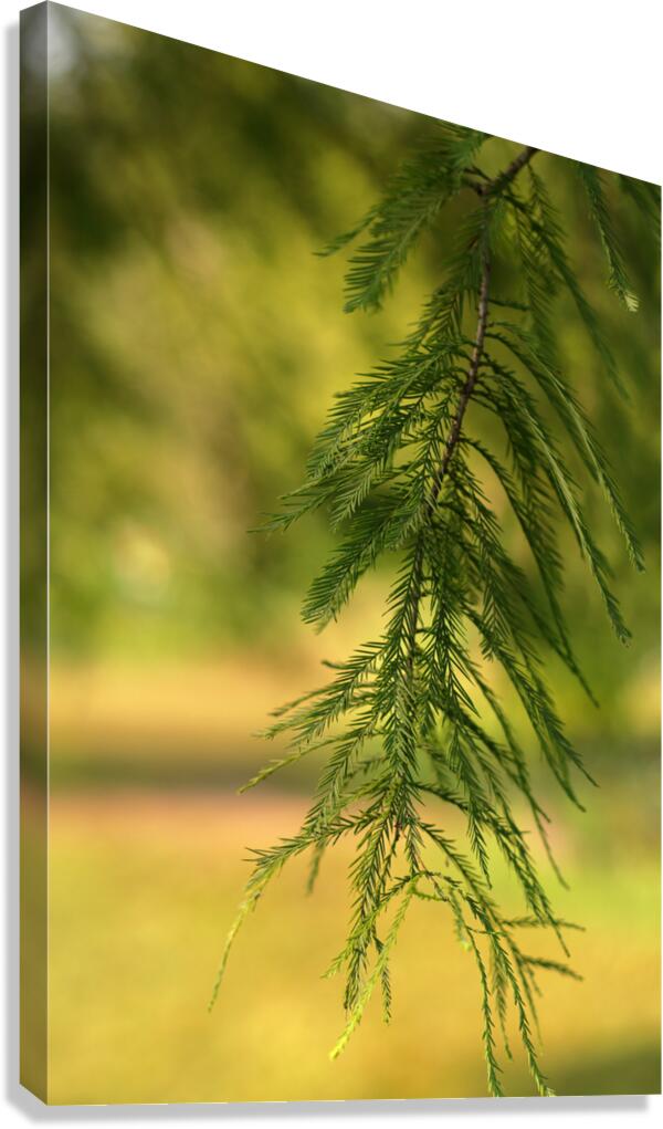 Hanging V Canvas Print
