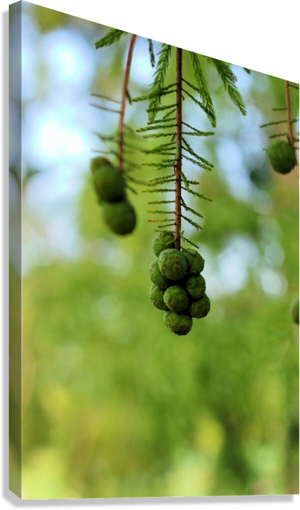 Fruit Canvas Print