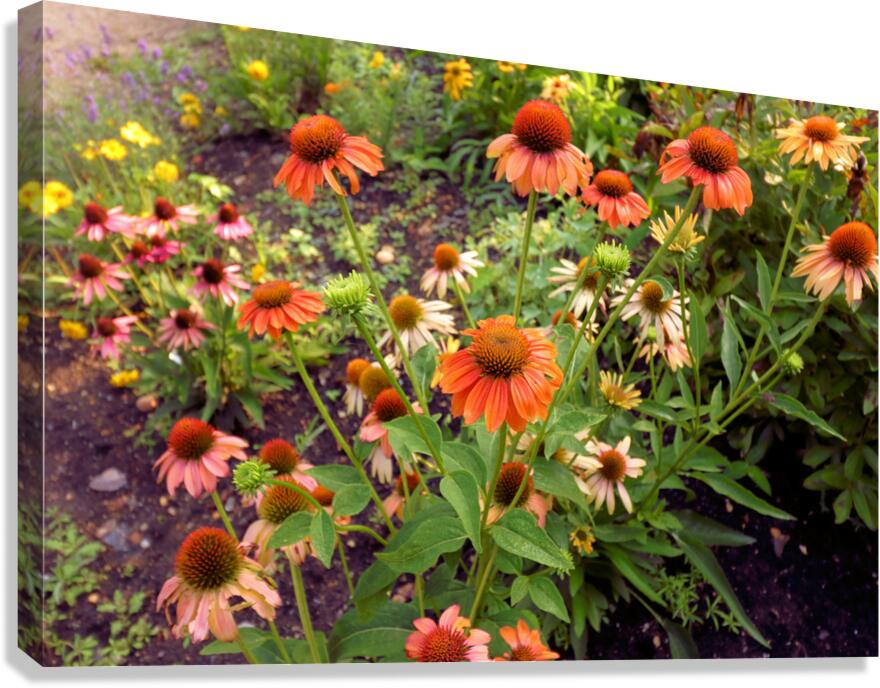 Cone Flowers Canvas Print