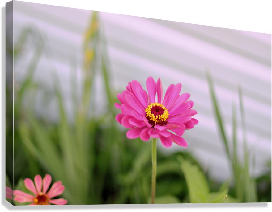 Pink Lady Canvas Print