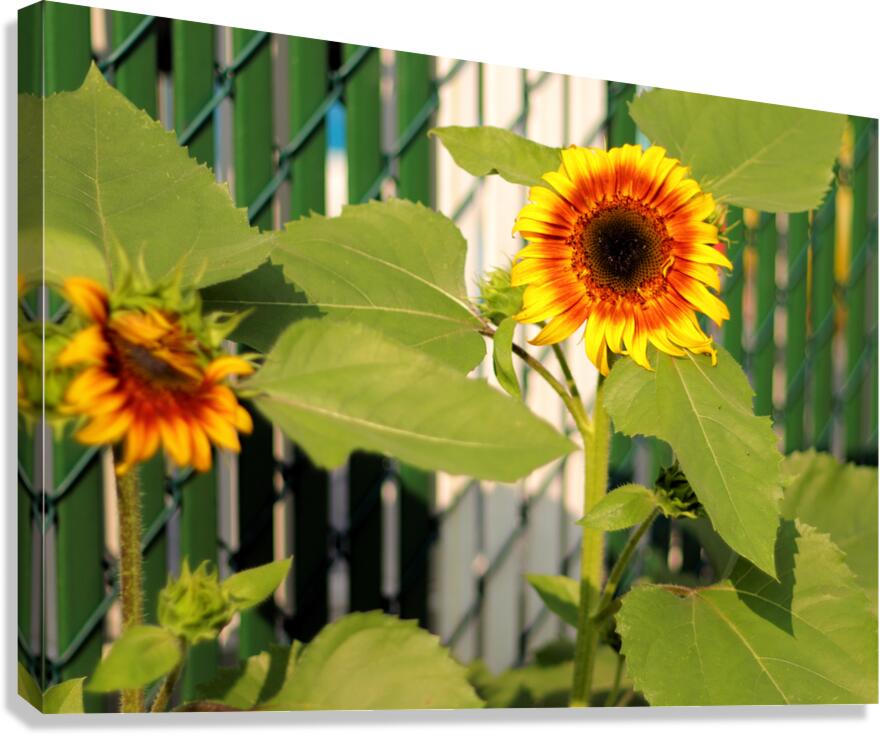 Sunflowers on the Fence Canvas Print
