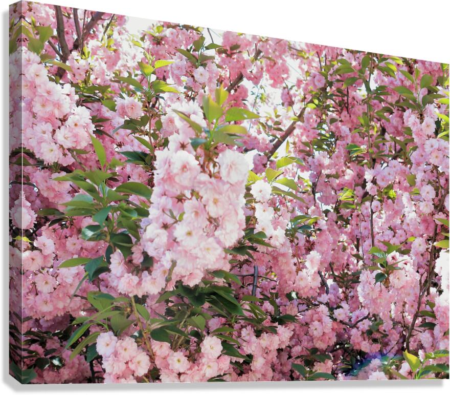 Cherry Blossoms Canvas Print