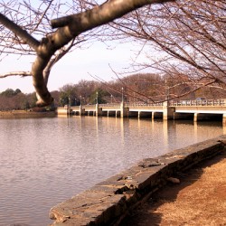 Bridge View