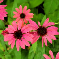 Pinks