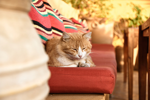 A cozy orange cat enjoys a peaceful afternoon resting on a sunli