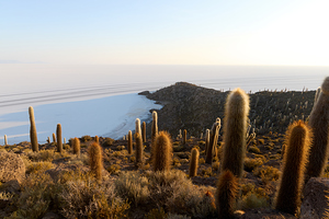 Many cacti grow on Isla Incahuasi overlooking the vast Salar de Uyuni