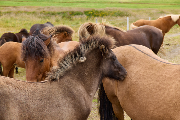Icelandic horses grazing in a pasture. Print