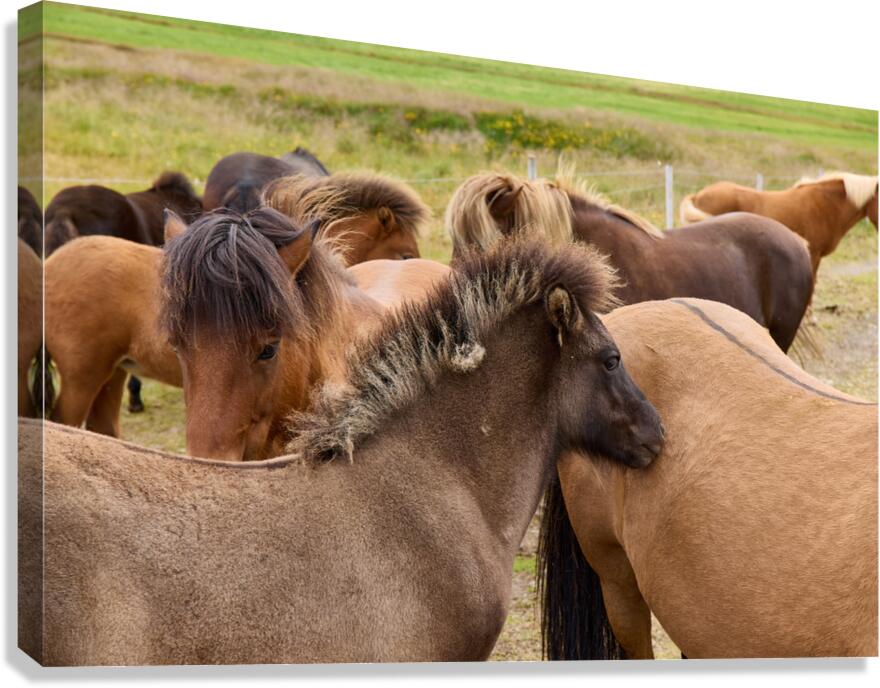 Icelandic horses grazing in a pasture. Canvas Print