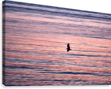 Fly free Canvas Print