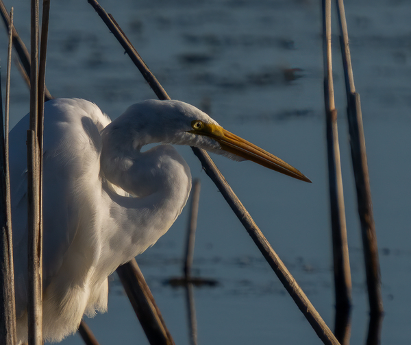 Attente by Alain Bergeron