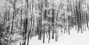 Powder