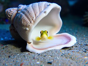 A Tiny Fish Peeking Out from a Giant Clam Shell