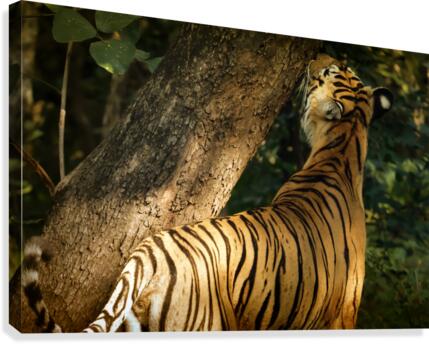 Indian Tiger Canvas Print