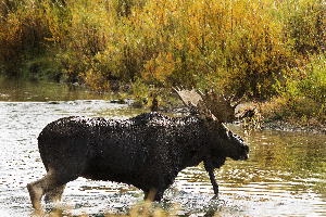 Moose Crossing the Gros Ventre