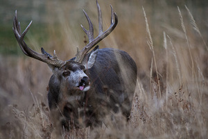 Rutting Mule Deer