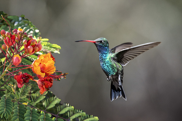 Broad Billed Hummingbird by Gary M Slane