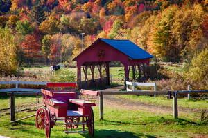 Buckboard wagon and fall foliage  at Gentle Giants in Stowe VT.