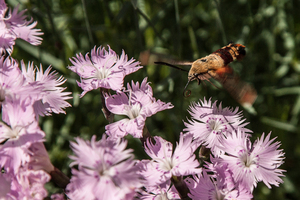Hummingbird moth