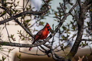 Red Cardinal in Spring
