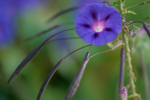 Blue Morning Glory