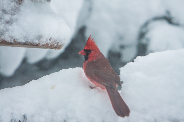 Male Cardinal looking around in the snow by Jeff Folger