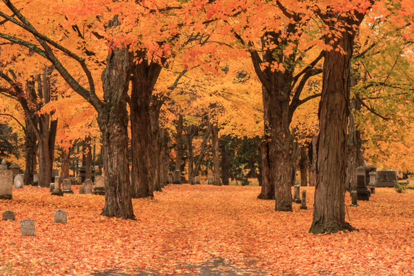 Cemetery row of Maple trees by Jeff Folger
