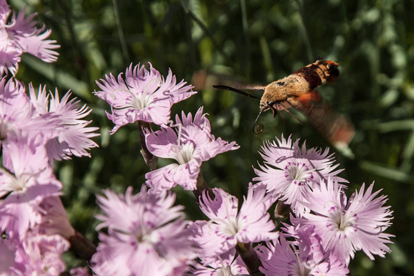 Hummingbird moth Print