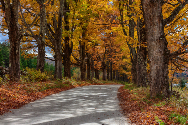Maple Lined Road of Maples Trees in Belmont Vermont by Jeff Folger