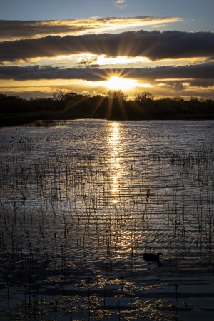 Sunset Cosumnes River Preserve