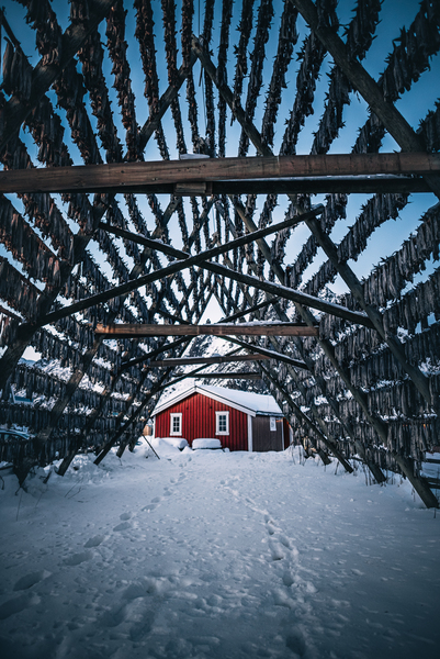 Cod dryer by Kathleen Dube