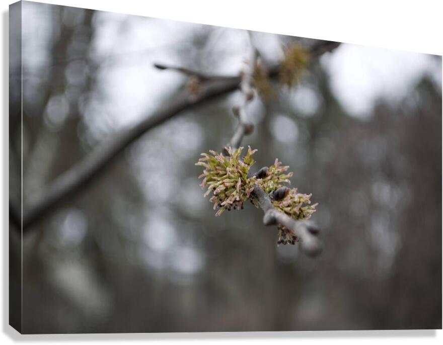 DSC 1353.NEF Canvas Print