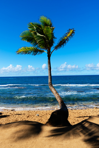 A Leaning Palm Tree