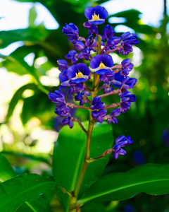 Blue Ginger
