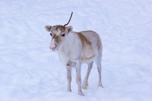 Baby Reindeer