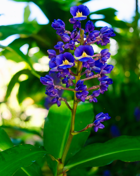 Blue Ginger Print