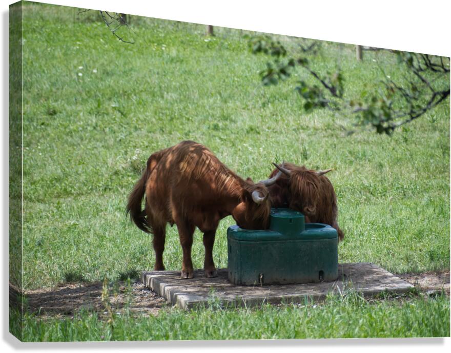 Lunch time Canvas Print
