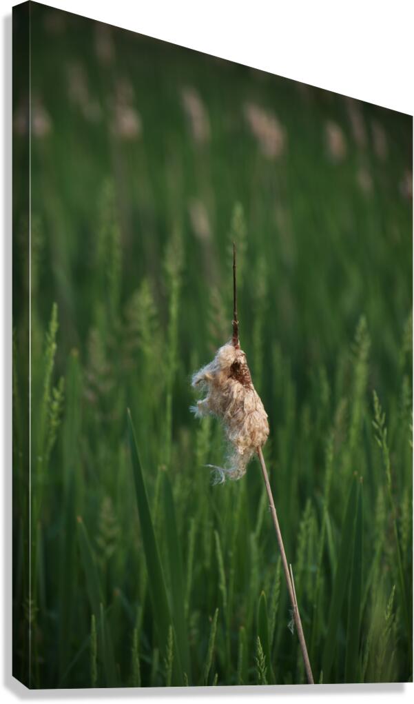 Fall Reeds Canvas Print