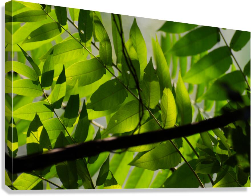 Glowing leaves Canvas Print