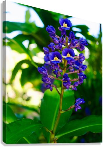 Blue Ginger Canvas Print