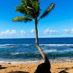 A Leaning Palm Tree
