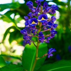 Blue Ginger
